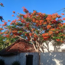 Tree in full blossom